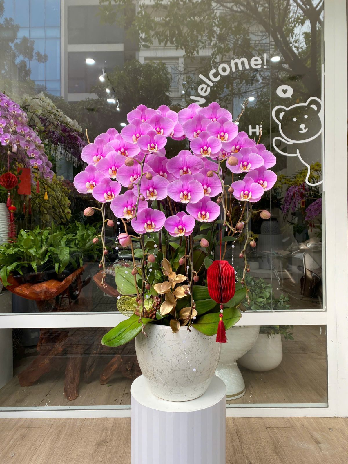 Chậu Hoa Lan Hồng